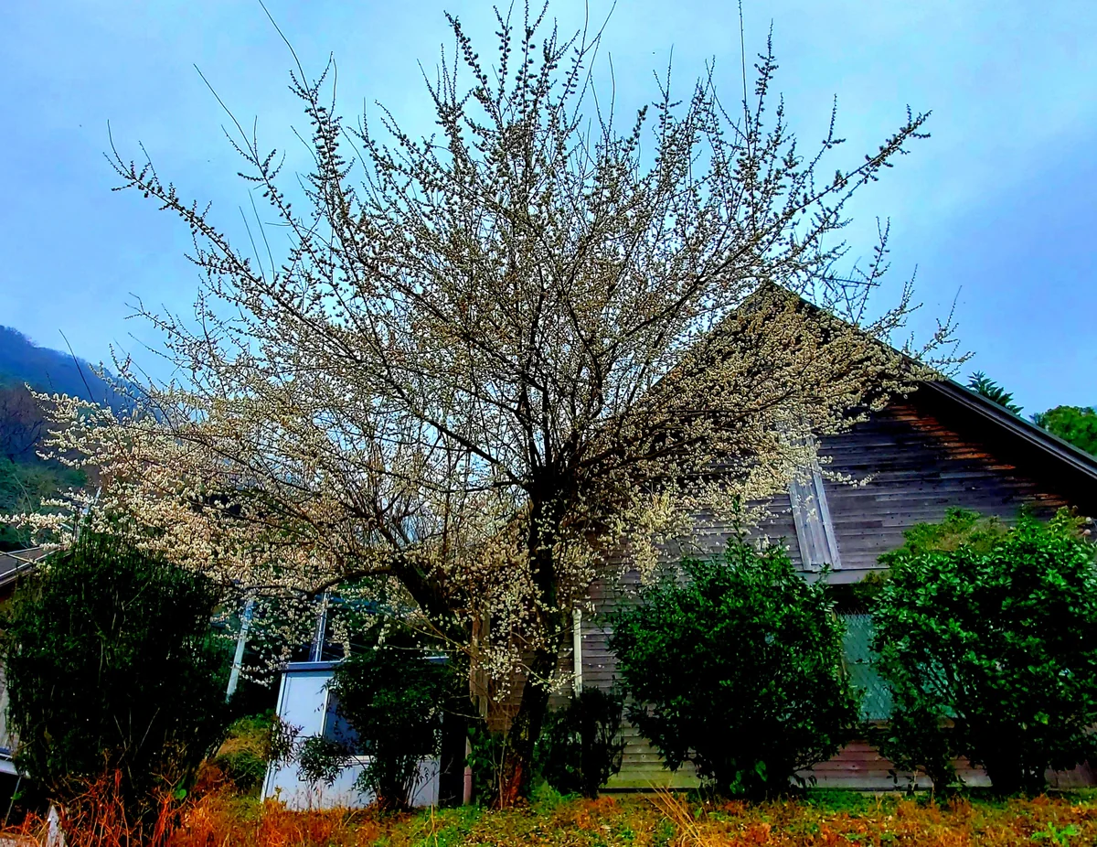 投稿写真：高崎山自然動物園