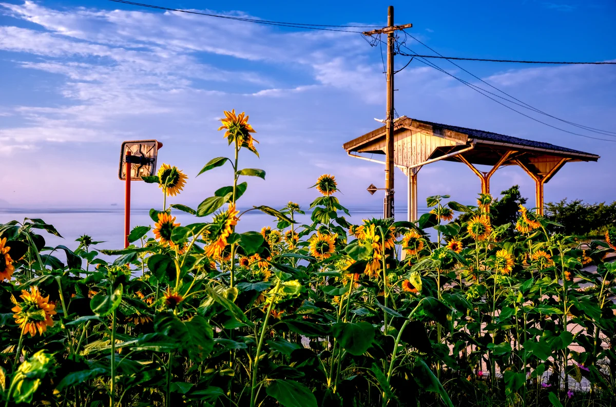 投稿写真：夏の無人駅