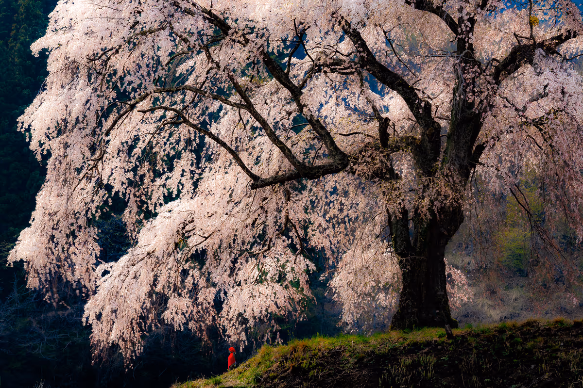投稿写真：上発知のしだれ桜