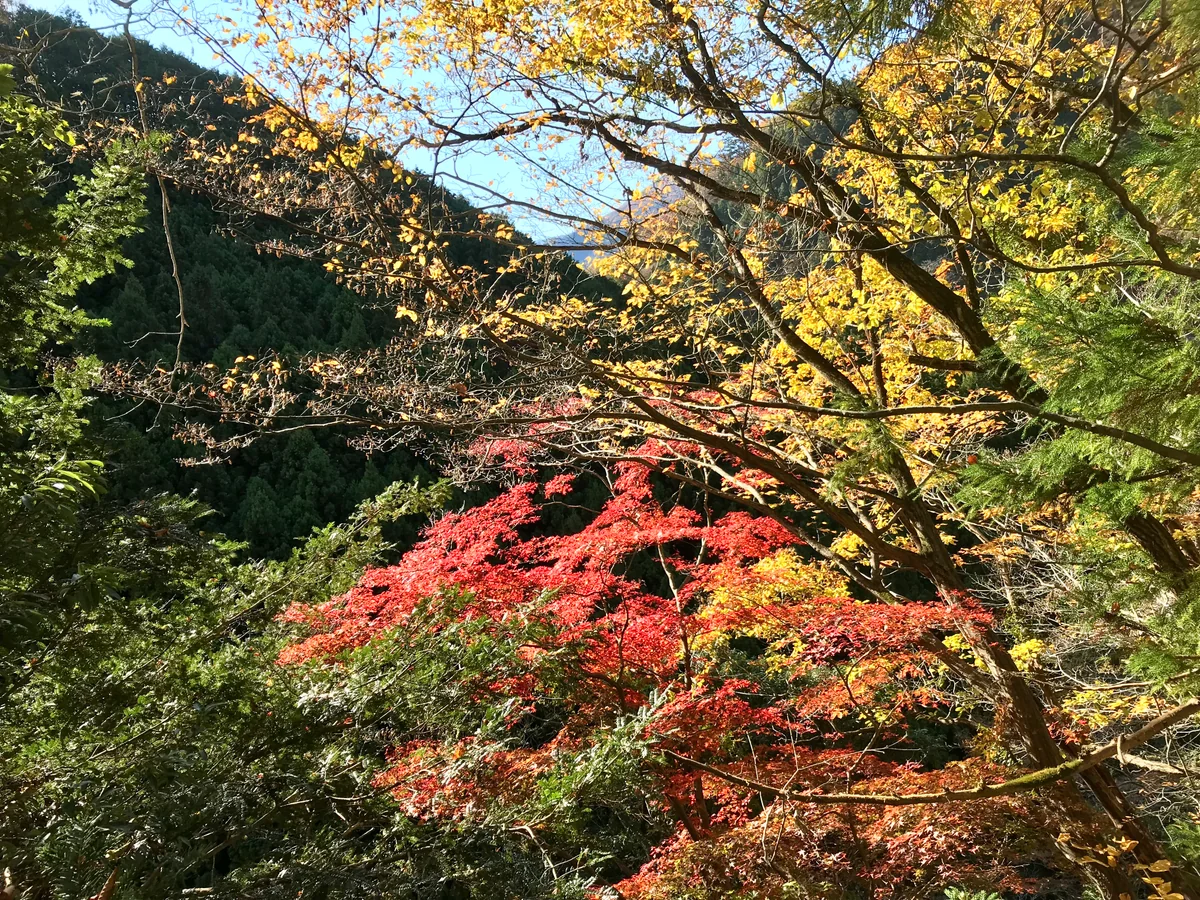 投稿写真：御前山の紅葉