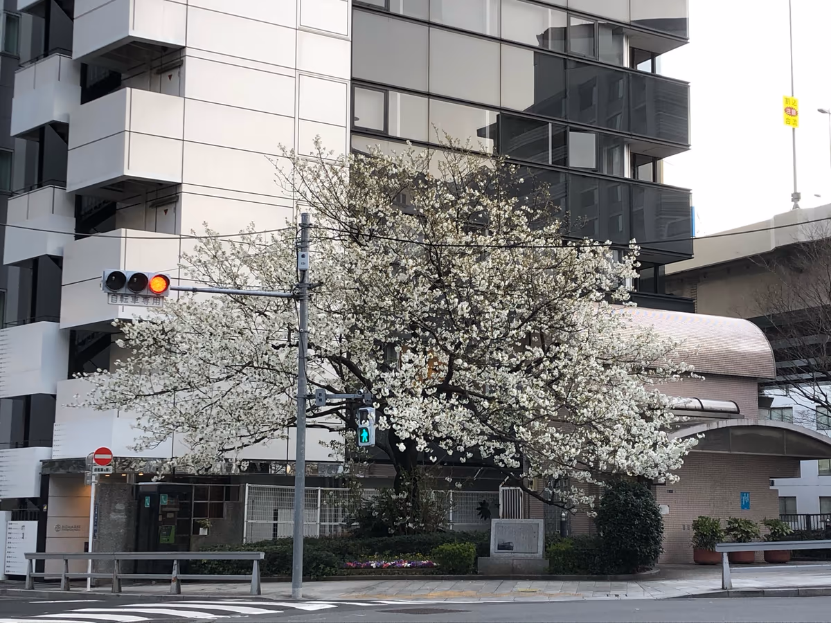 投稿写真：兜橋の桜