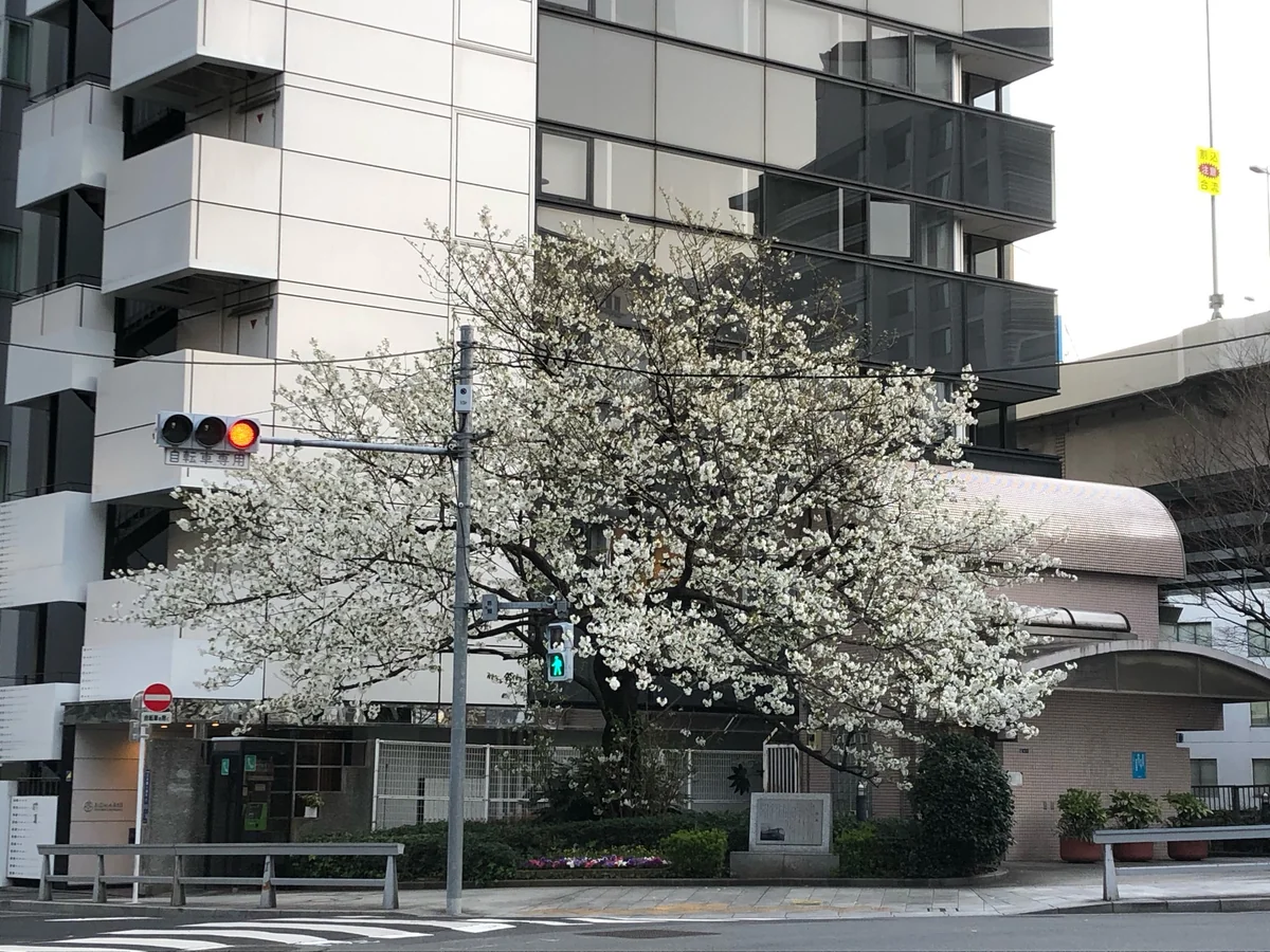 投稿写真：兜橋の桜