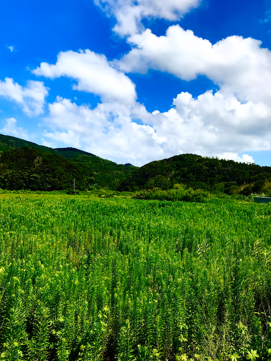 投稿写真：夢に出てきそうな理想郷