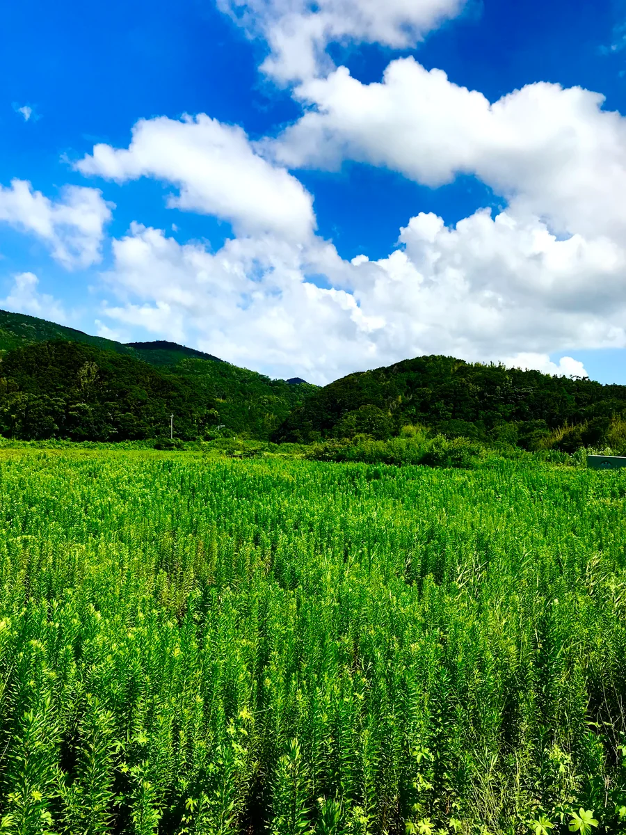 投稿写真：夢に出てきそうな理想郷