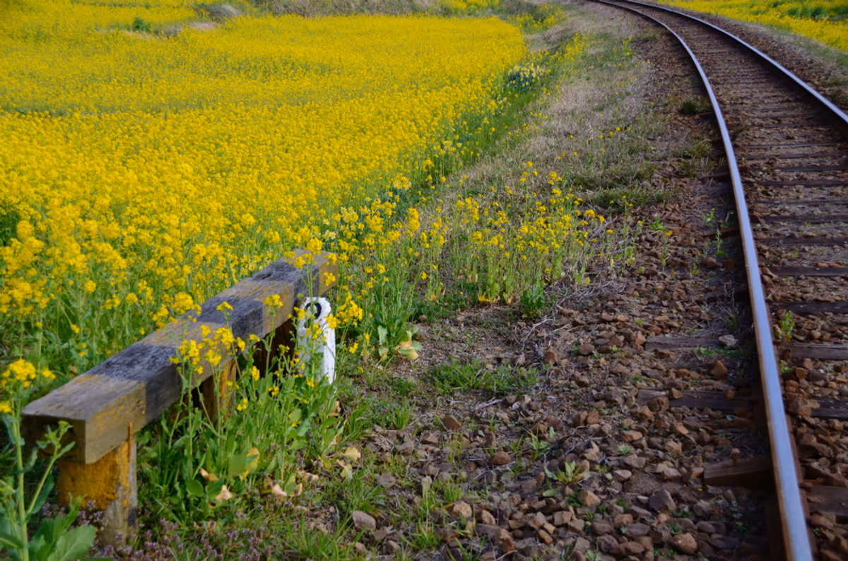 投稿写真：菜の花鉄路