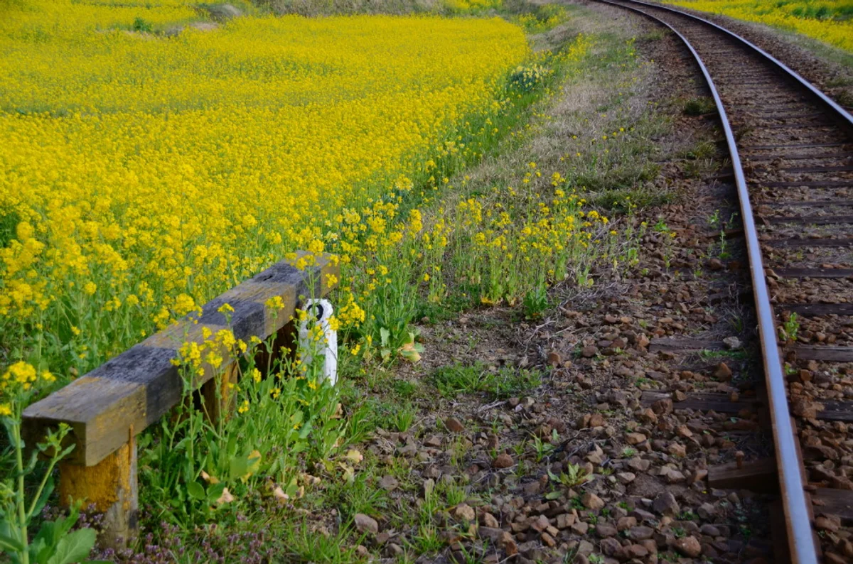 投稿写真：菜の花鉄路