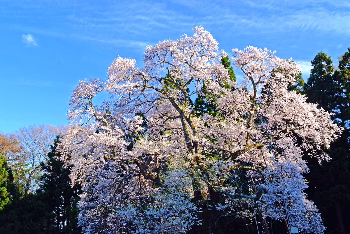 投稿写真：春、駒桜