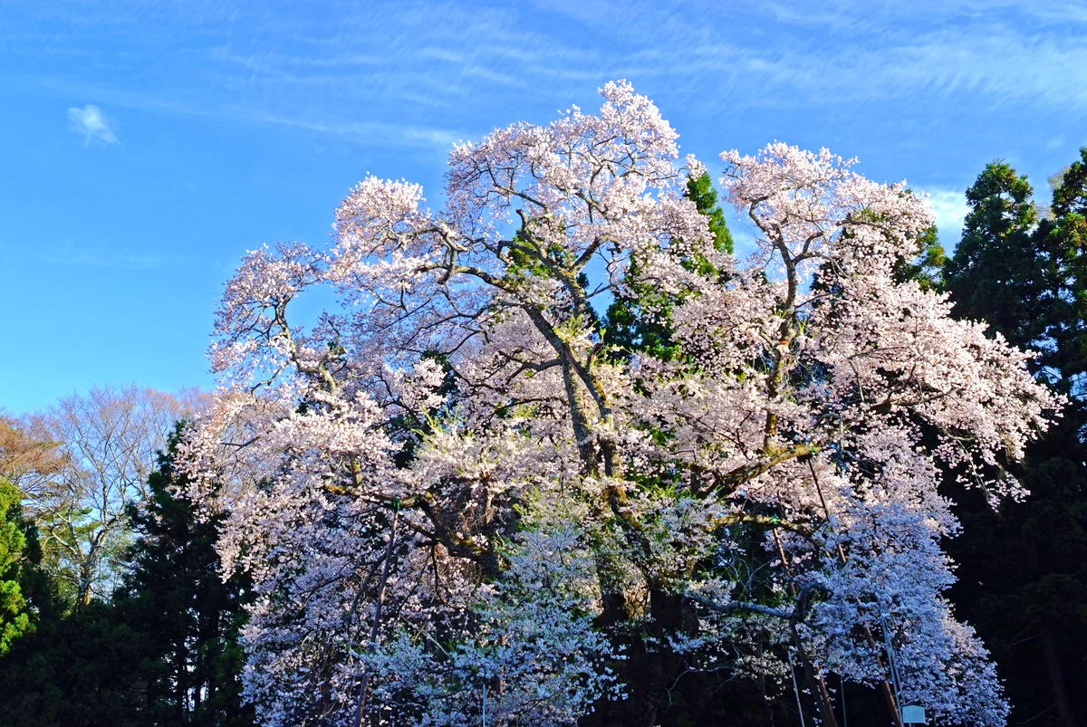 投稿写真：春、駒桜