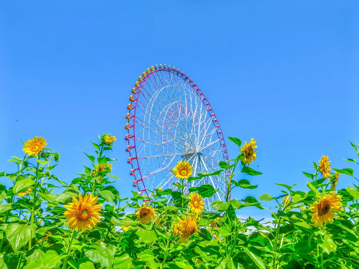 投稿写真：大観覧車とひまわり