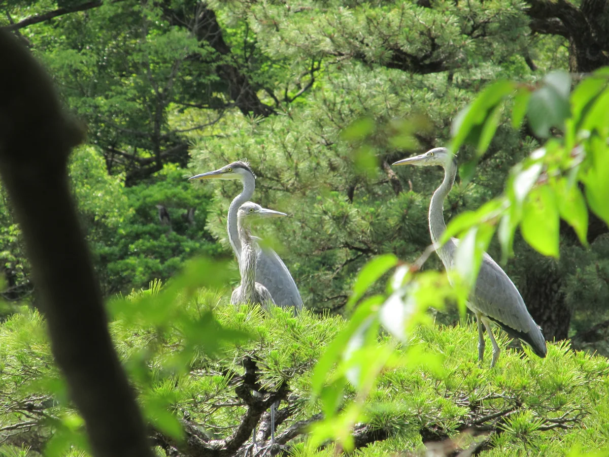投稿写真：京都御苑 仙洞御所の鷺の子育て