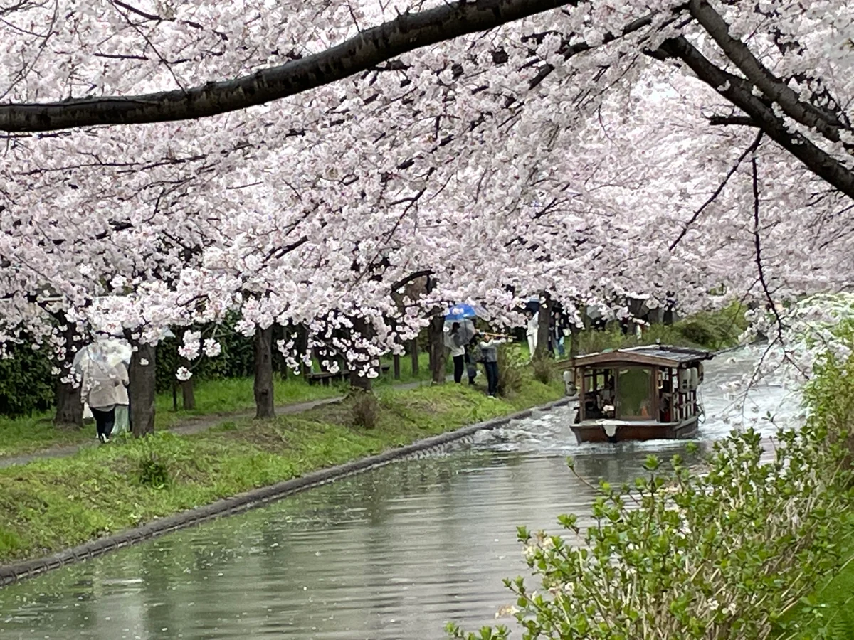 投稿写真：伏見十石船