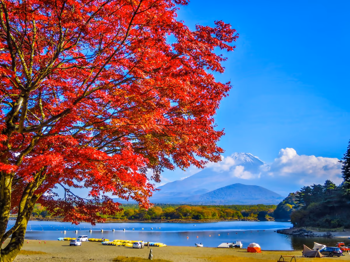 投稿写真：もみじの紅葉と富士山