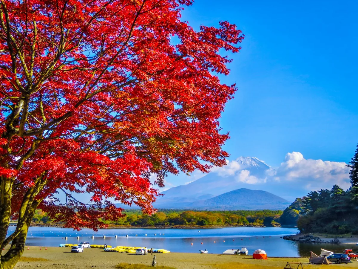 投稿写真：もみじの紅葉と富士山