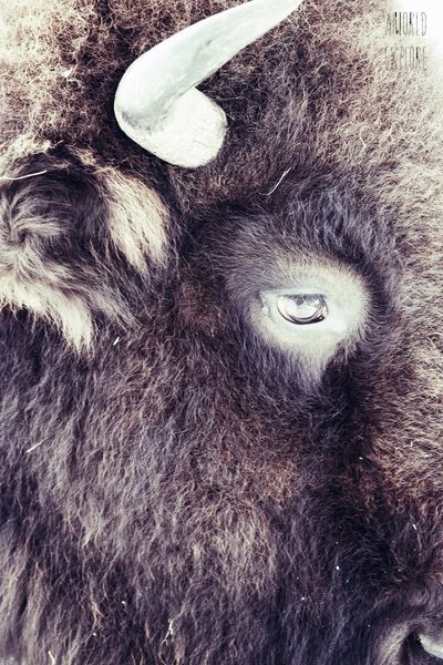 投稿：哀愁バッファロー