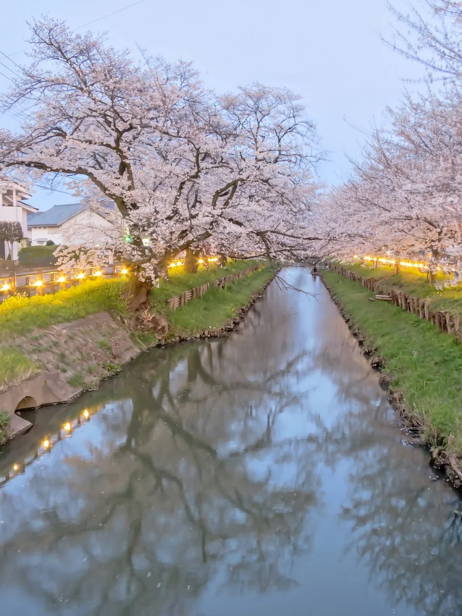 投稿写真：ライトアップされた満開の桜並木とリフレクション