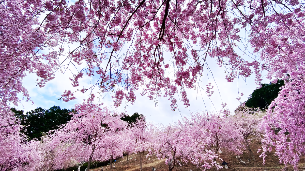 投稿写真：桜のシャワーに包まれる天空の庭  高見の郷