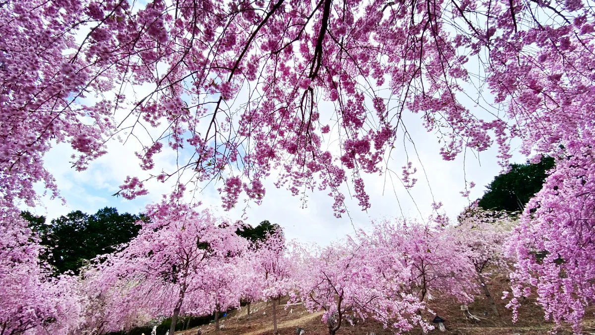 投稿写真：桜のシャワーに包まれる天空の庭  高見の郷