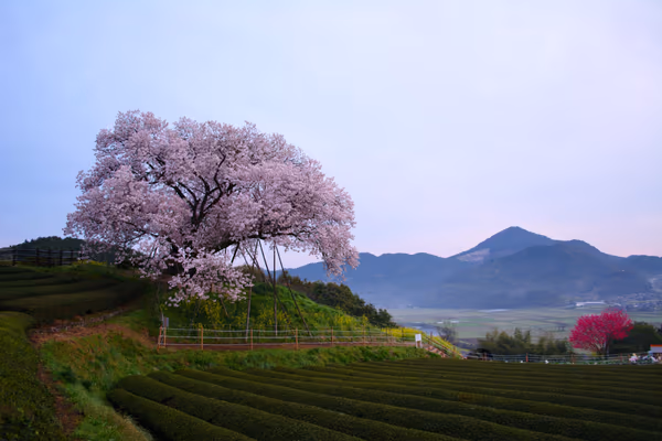 投稿：納戸料の百年桜
