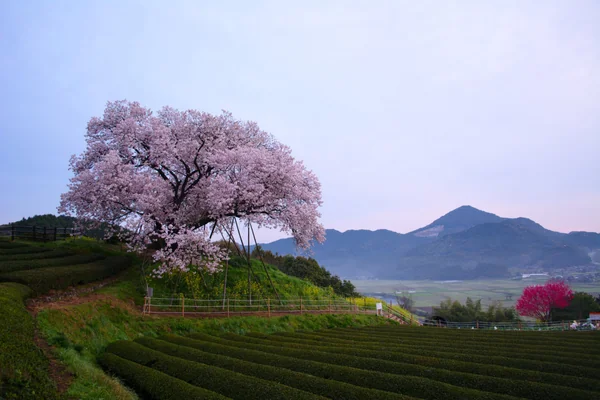 投稿：納戸料の百年桜