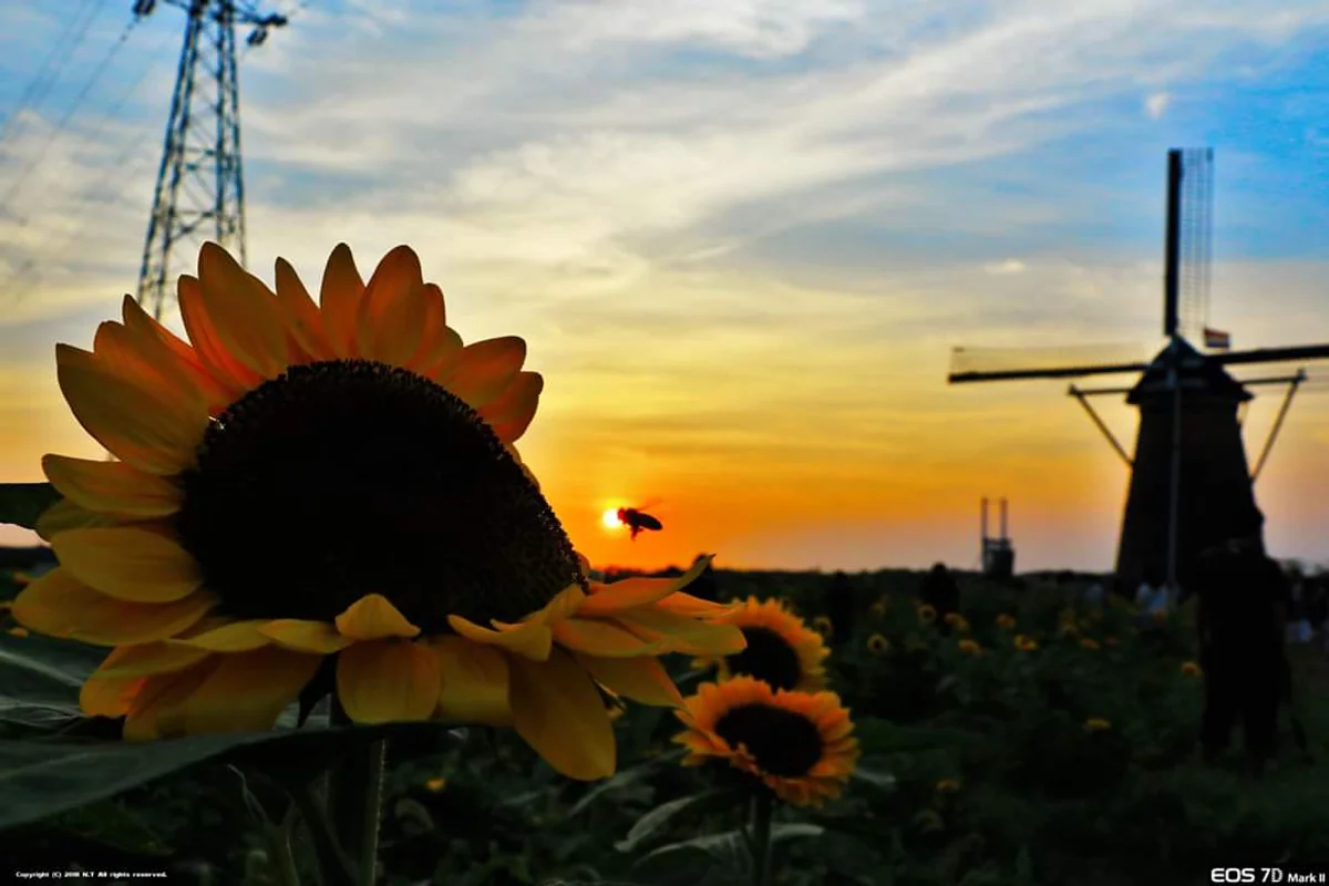 投稿写真：蜂さん！！