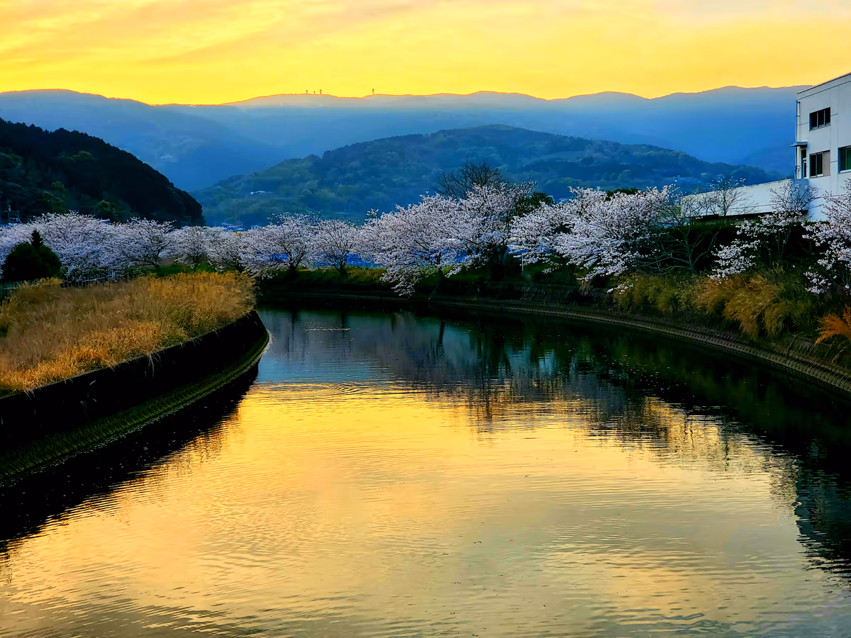 投稿写真：琴海戸根川の桜