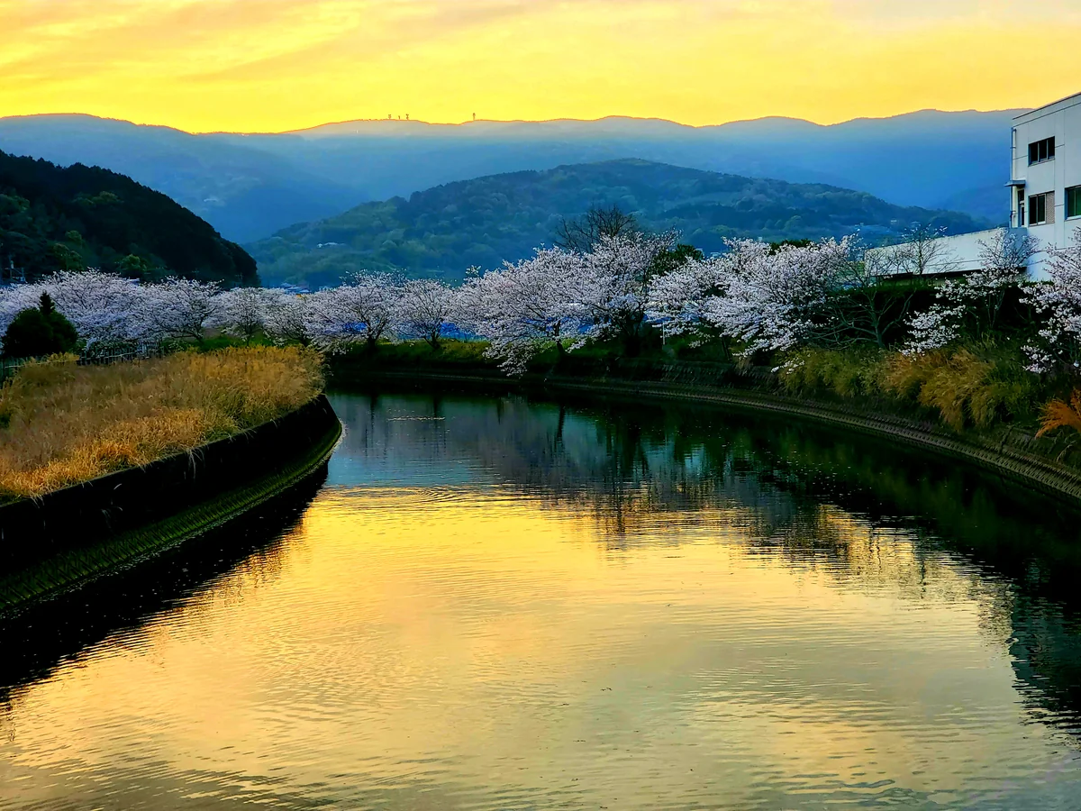 投稿写真：琴海戸根川の桜