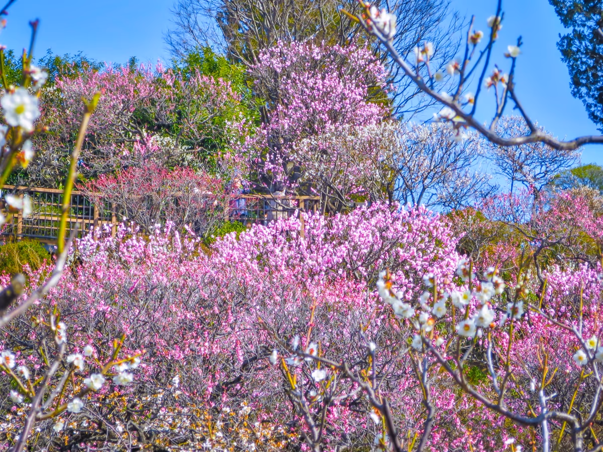 投稿写真：斜面一面の紅白梅②