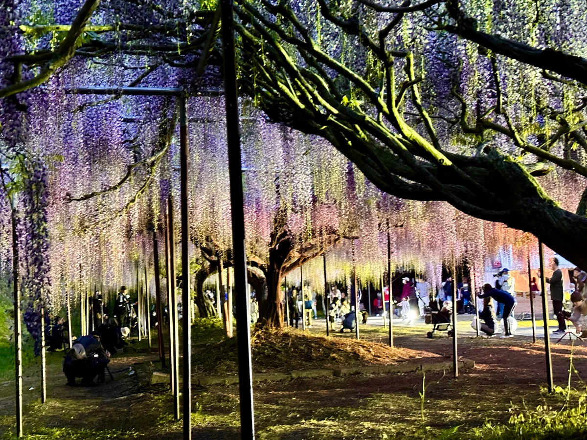 投稿写真：白毫寺九尺藤