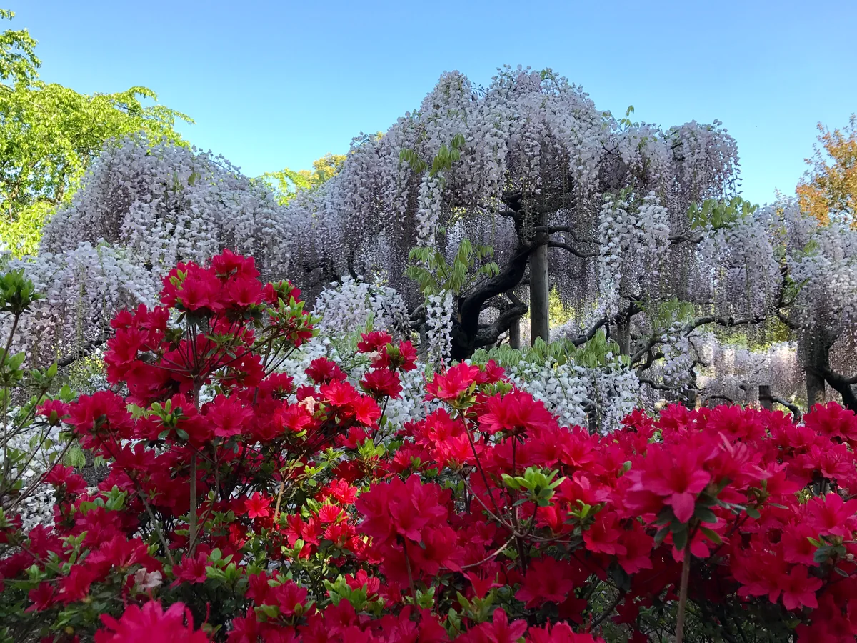 投稿写真：ハーモニー🎵