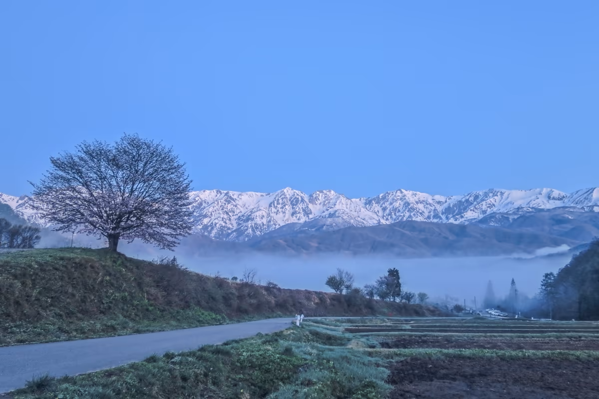 投稿写真：黎明の白馬三山と雲海と一本桜