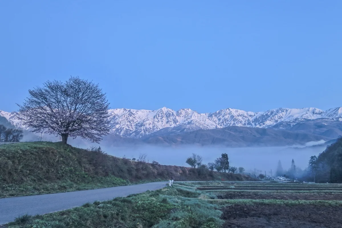 投稿写真：黎明の白馬三山と雲海と一本桜