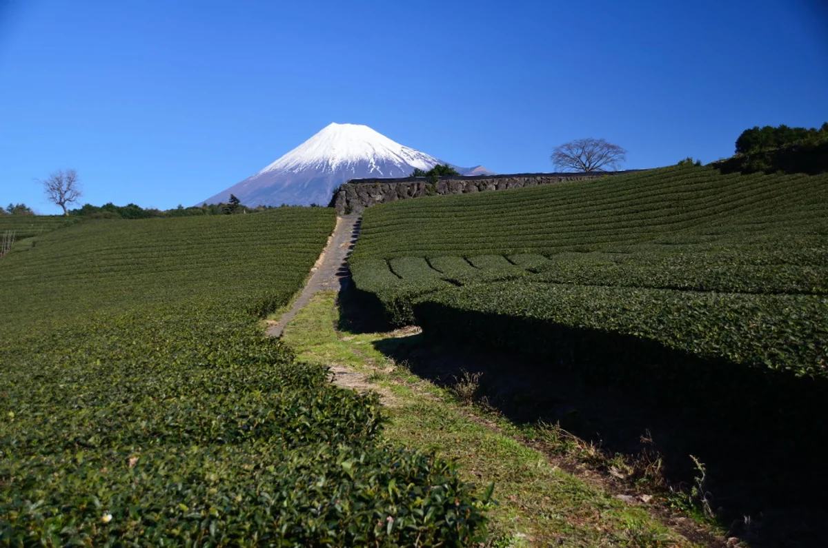 投稿写真：お茶の香りに誘われる