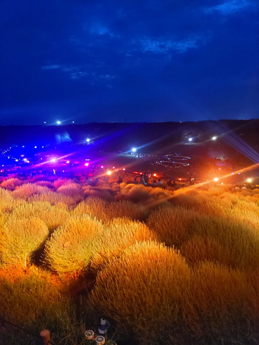 投稿写真：コキアライトアップ