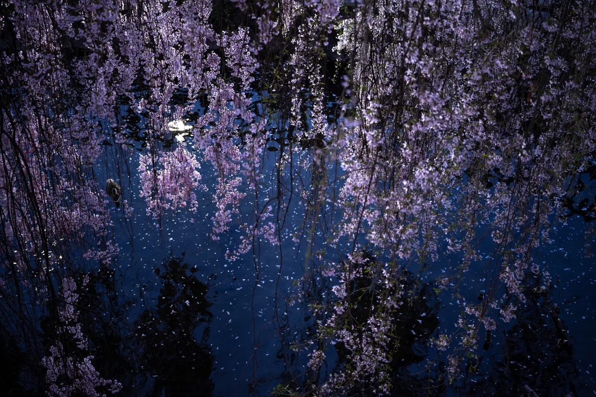 バローズすぎるさんの投稿写真