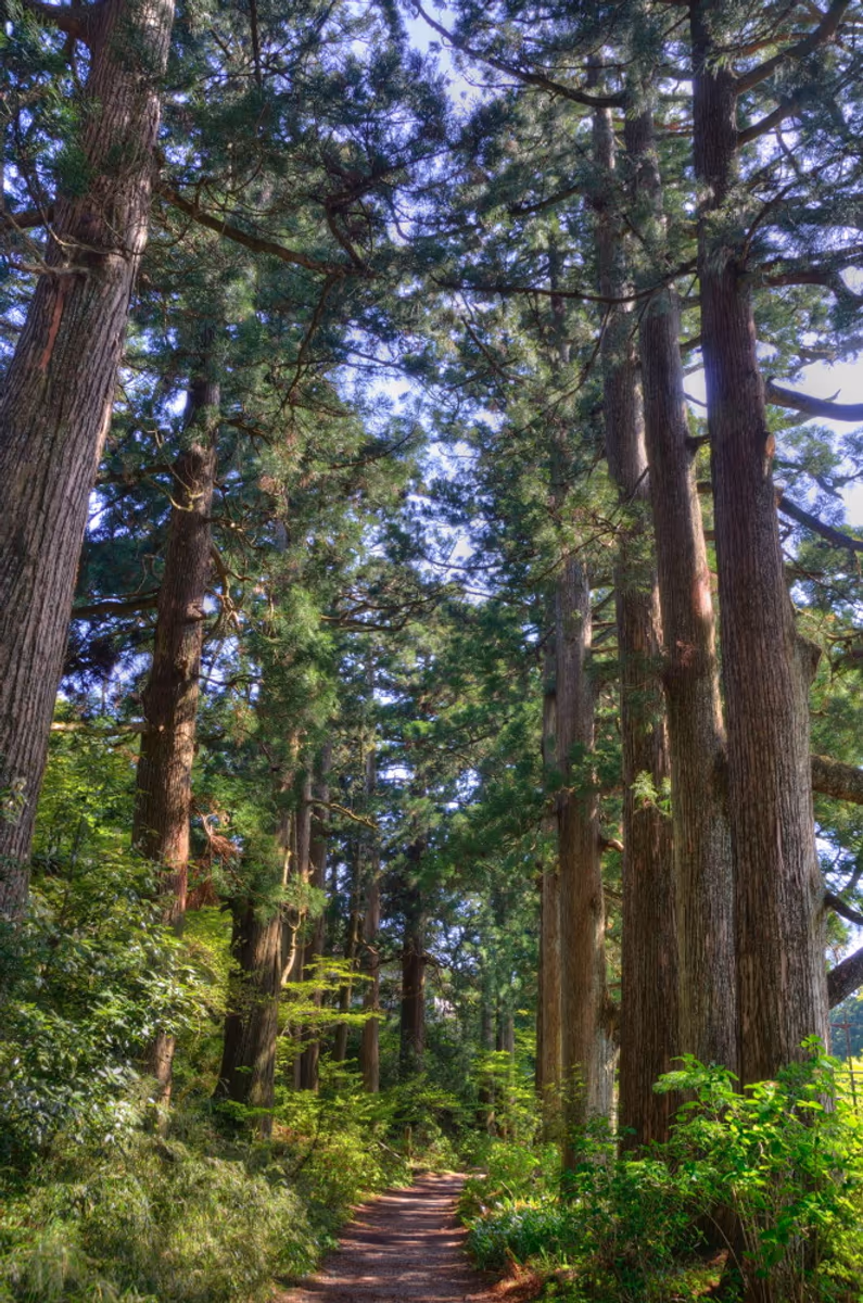 投稿写真：箱根街道杉並木道
