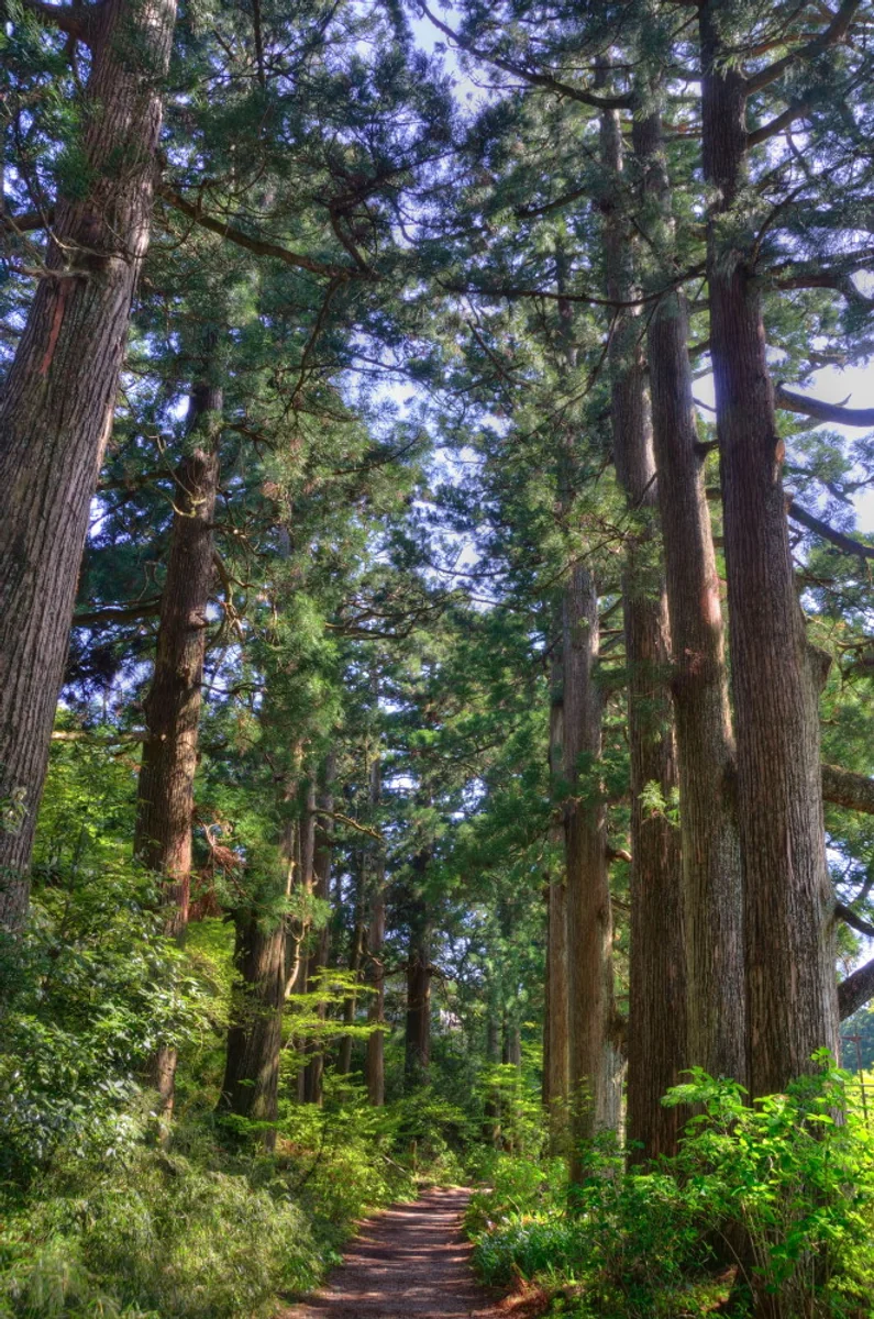 投稿写真：箱根街道杉並木道