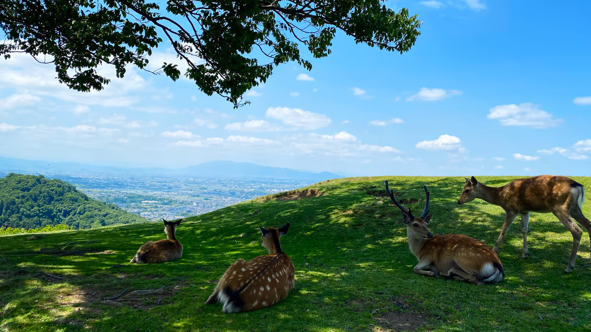 投稿写真：鹿達も眺める絶景