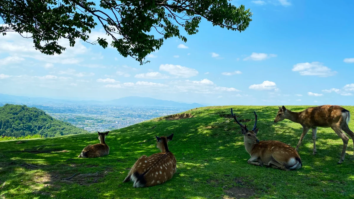 投稿写真：鹿達も眺める絶景