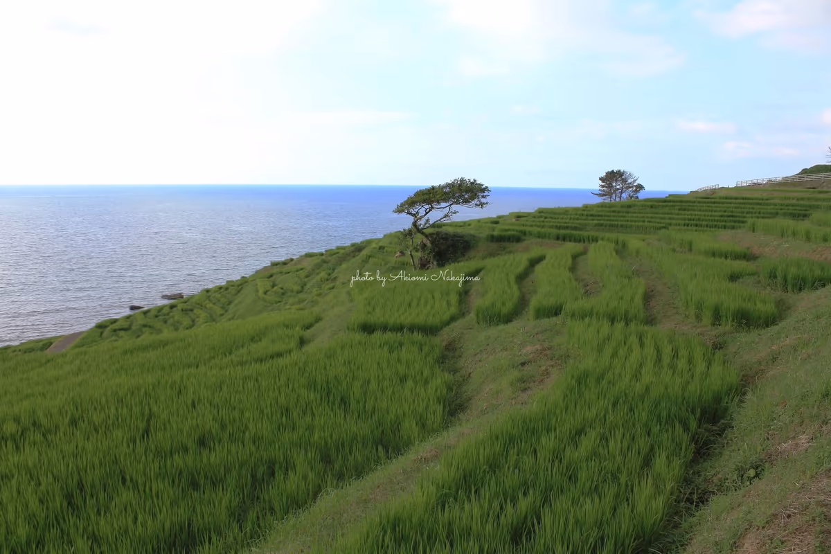 投稿写真：白米千枚田