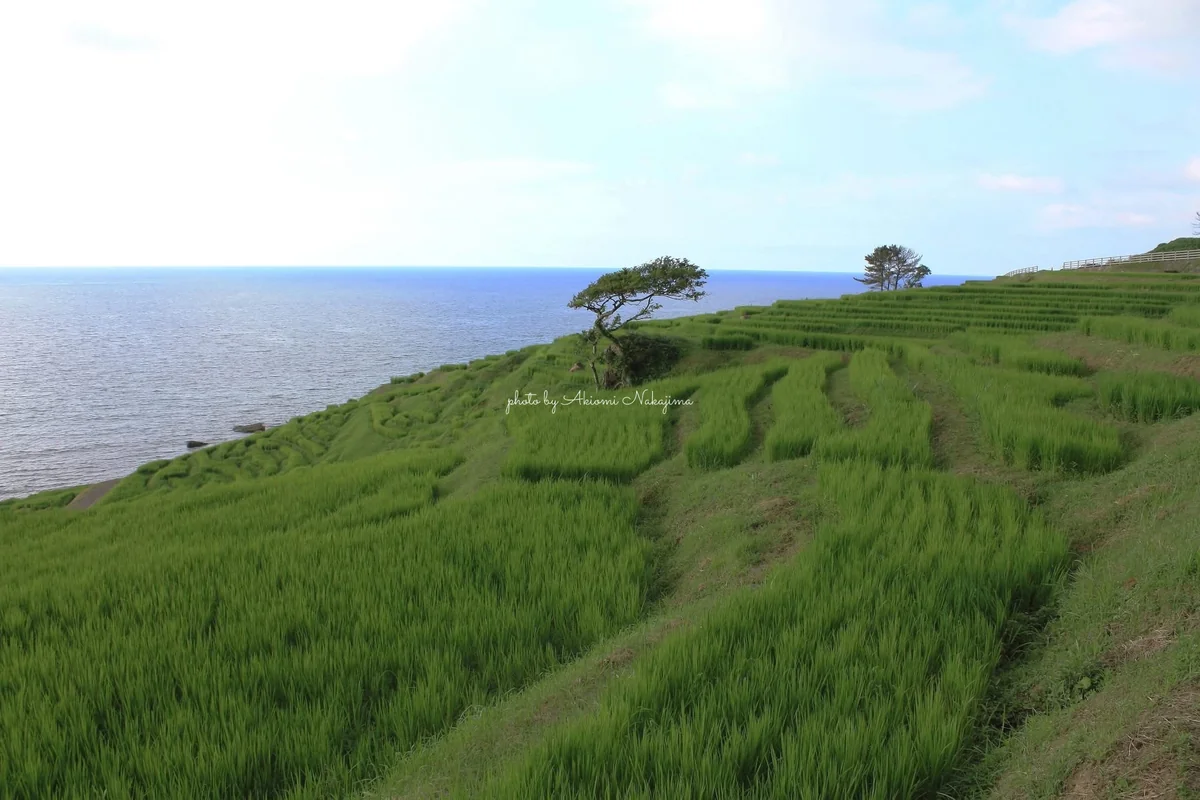 投稿写真：白米千枚田