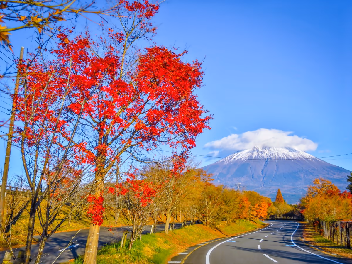 投稿写真：紅葉した道路と笠雲富士