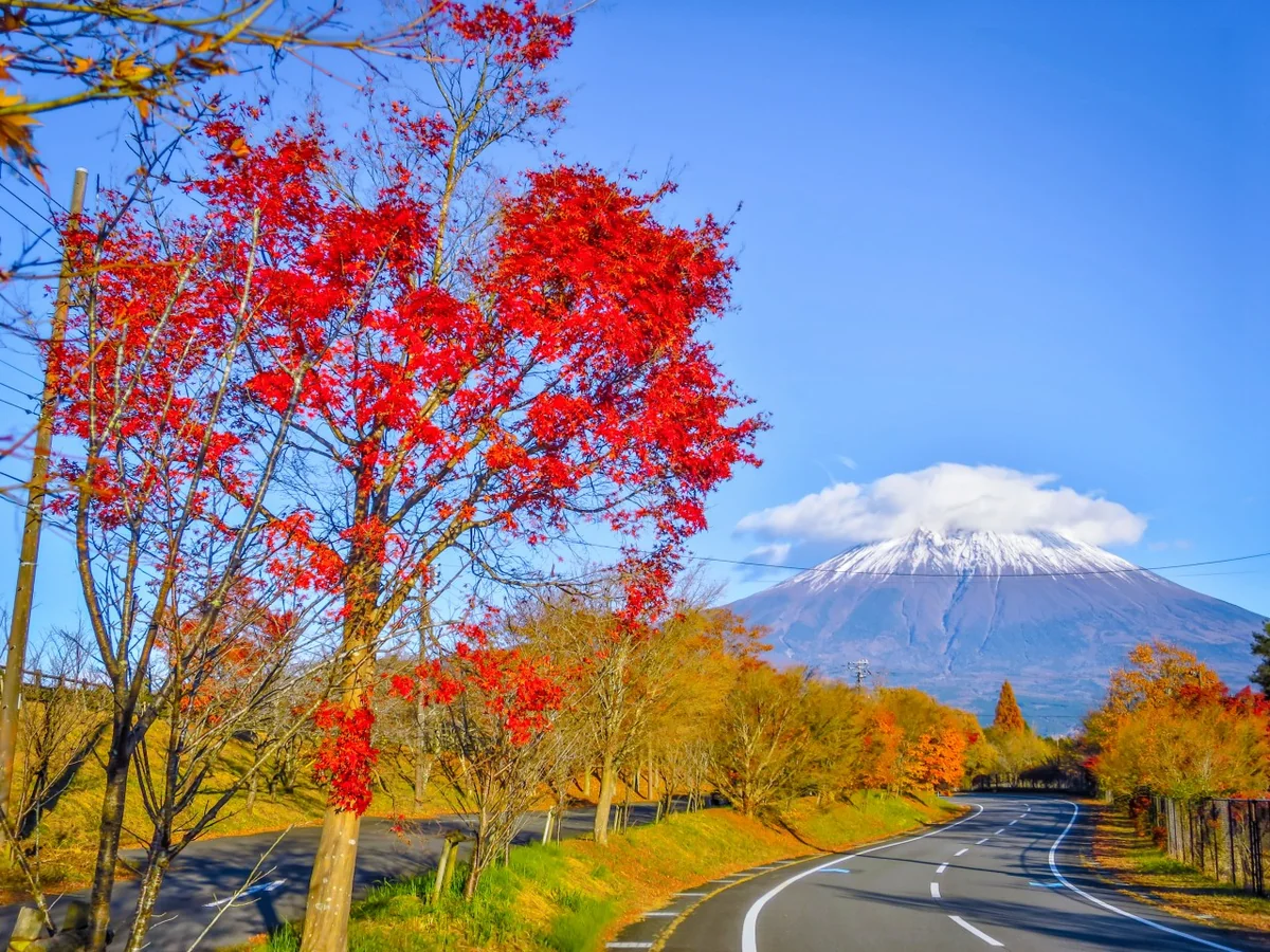 投稿写真：紅葉した道路と笠雲富士
