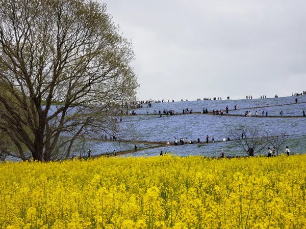 投稿：菜の花と、ネモフィラ