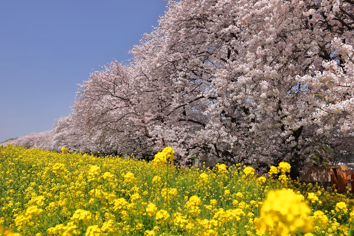 投稿写真：熊谷桜堤のソメイヨシノと菜の花
