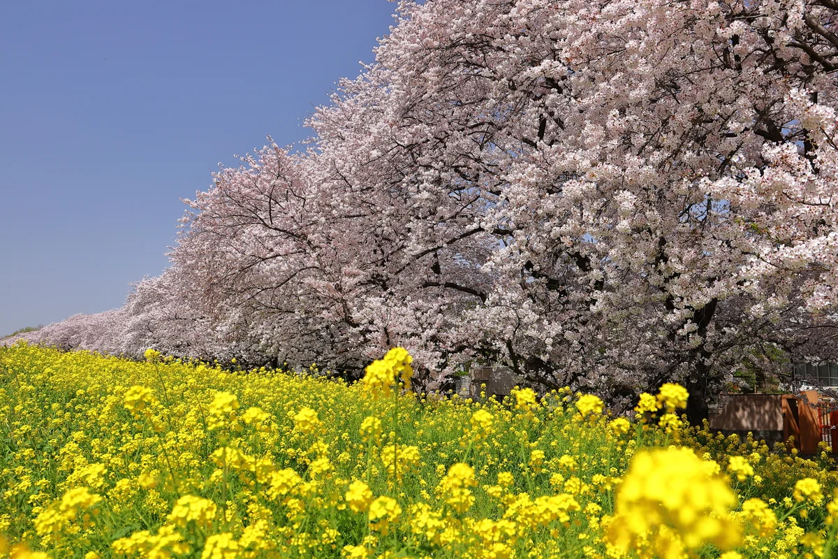 投稿写真：熊谷桜堤のソメイヨシノと菜の花