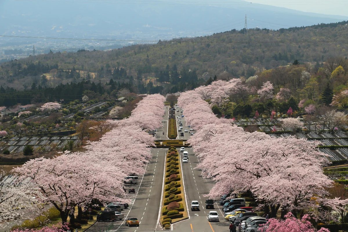 投稿写真：桜並木