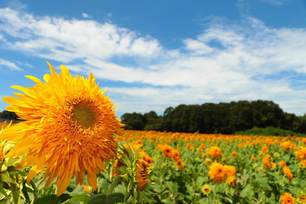 投稿写真：八重のひまわり畑