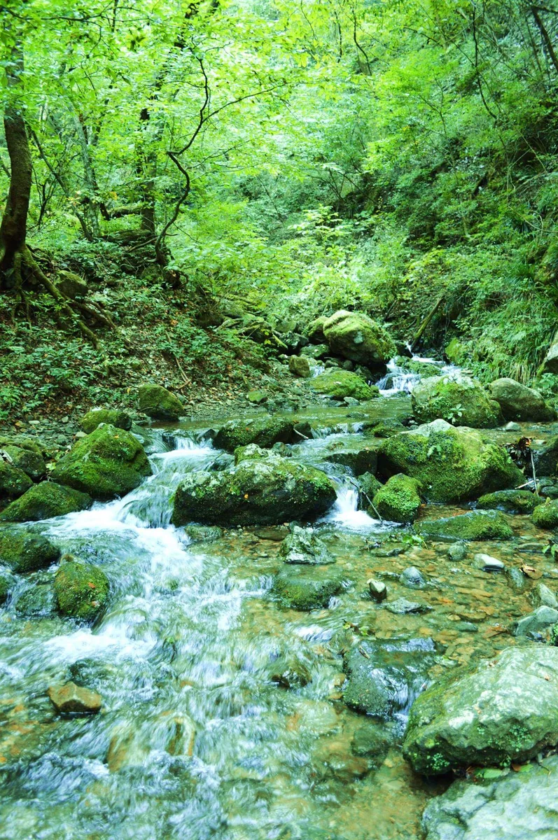 投稿写真：ロックガーデン