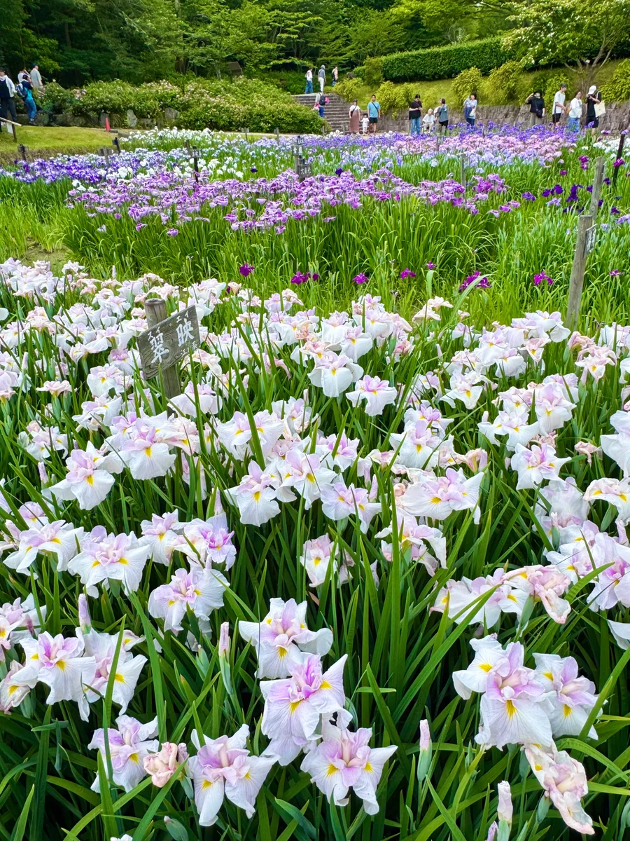 投稿写真：約100品種3万本の花菖蒲が咲き誇る初夏の絶景