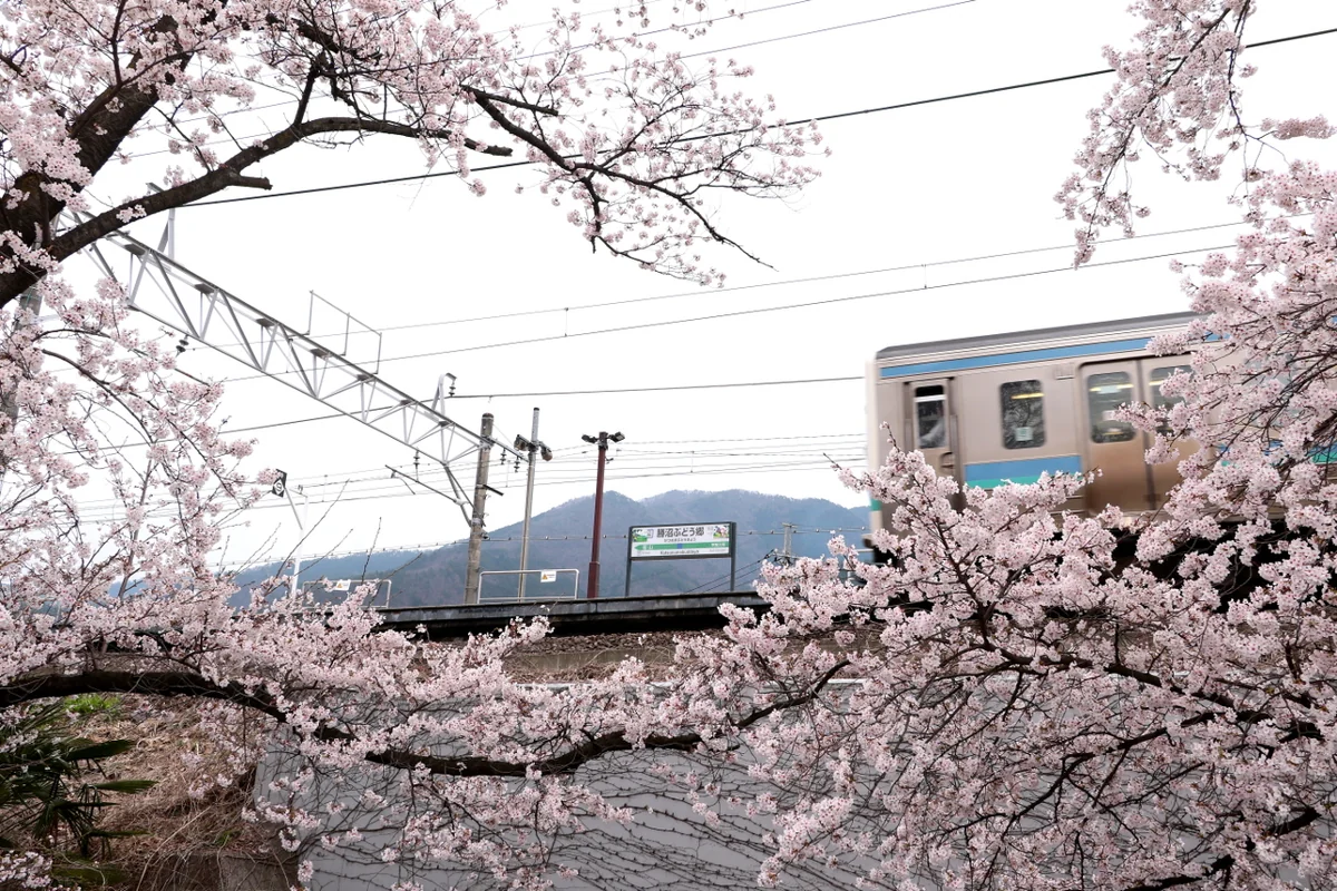 投稿写真：桜の中を走る中央線